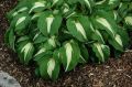 Funkia - HOSTA NIGHT BEFORE CHRISTMANS