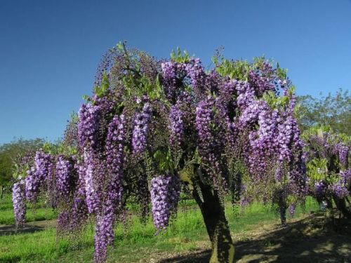 Glyzinien Lavender Lace