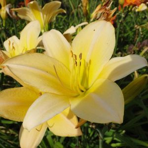 Garten-Taglilie SUMMER SPLENDOR