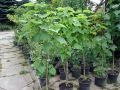 Catalpa BIGNONIOIDES