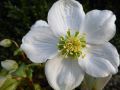 Ciemiernik Wschodni CROWN SNOW WHITE