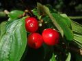 Dereń jadalny CORNUS MAS