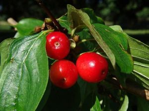 Kornelkirsche CORNUS MAS – im Topf