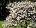 Magnolia Stellata ROYAL STAR