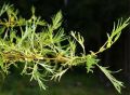 Olcha Czarna IMPERIALIS
