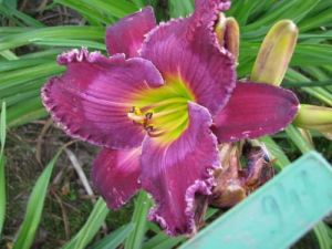 Garten-Hemerocallis FORTUNE TELLER
