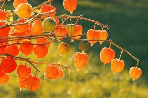 Physalis alkekengi