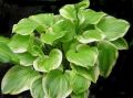 Funkia - Hosta FRAGRANT BOUQUET