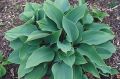 Funkia - Hosta BLUE DIAMOND