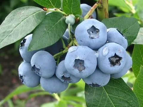Amerikanische Heidelbeere  BLUEGOLD