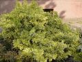 Trzmielina EMERALD GOLD