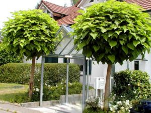 Kugel-Trompetenbaum NANA – veredelt auf 160 cm Stamm