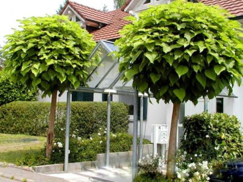 Kugel-Trompetenbaum NANA – veredelt auf 160 cm Stamm