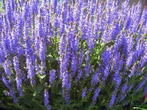 Steppen-Salbei BLUE FIELD