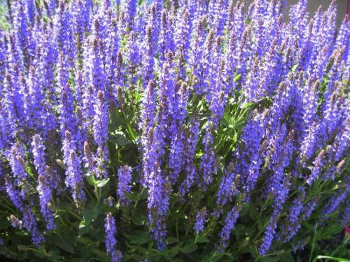 Steppen-Salbei BLUE FIELD