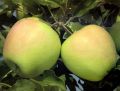Jabłoń GOLDEN DELICIOUS