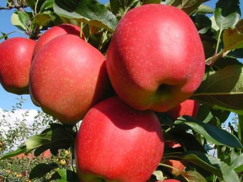 Apfelbaum Gala im Topf