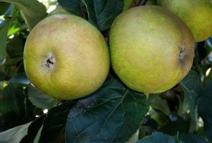 Apfelbaum Reneta Szara im Topf