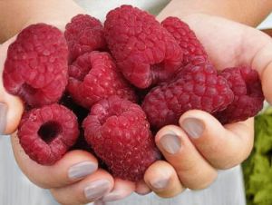 Frühe Himbeere Koral im Topf