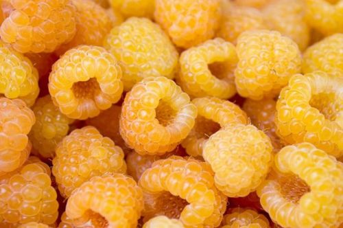 Gelbe Himbeere Golden Queen im Topf