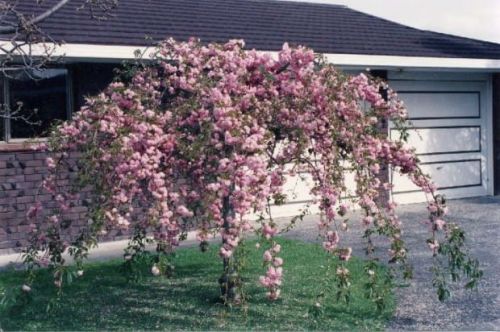 Japanischen Kirsche KIKU SHIDARE ZAKURA 120 cm