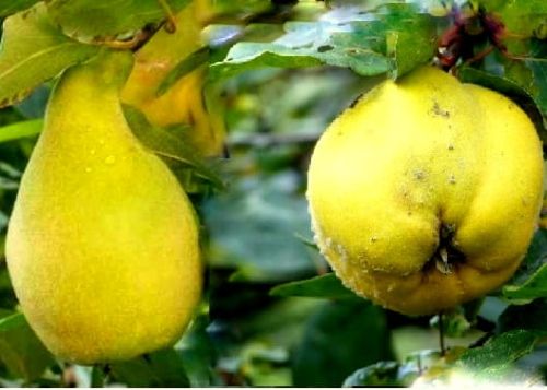 Quince 'Gruszkowa' und 'Jabłkowa' auf einem Baum