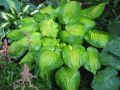 Funkia - Hosta DANCE WITH ME