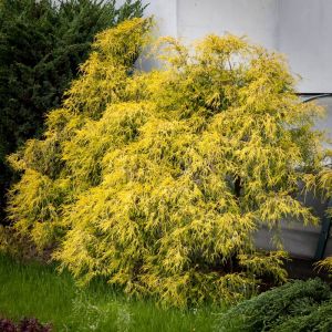 Goldzypressen-Chamaecyparis FILIFERA AUREA