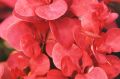 Berberys Thunberga FLORENCE