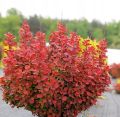 Berberys Thunberga ORANGE TOWER