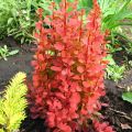 Berberys Thunberga ORANGE TOWER