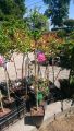Hibiskus WOODBRIDGE szczepiony