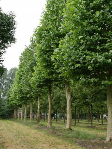 Ahornblättrige Platane
