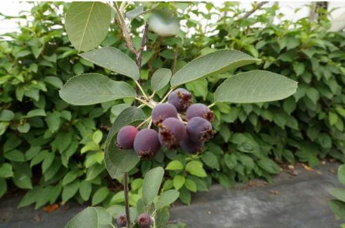 Amelanchier alnifolia MARTIN