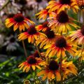 Jeżówka Echinacea PARROT