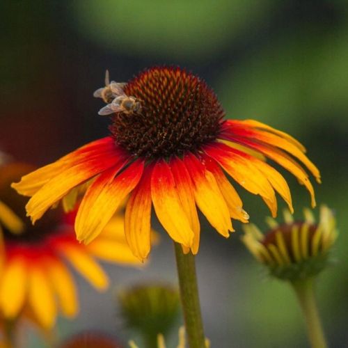Echinacea PARROT
