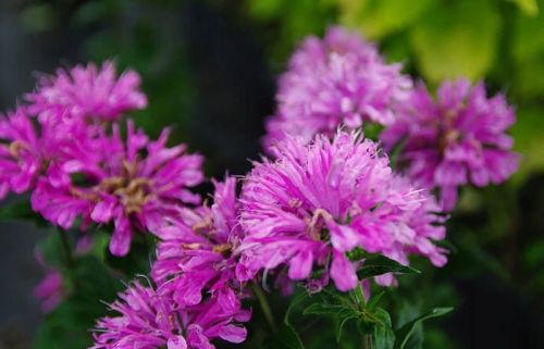 Monarda BEE PURE