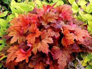 Zwerg-Heidelbeere  SWEET TEA