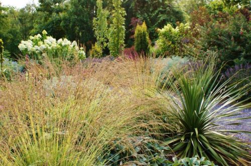Blauen Pfeifengrases  Molinia VARIEGATA