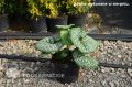 Brunnera SEA HEART
