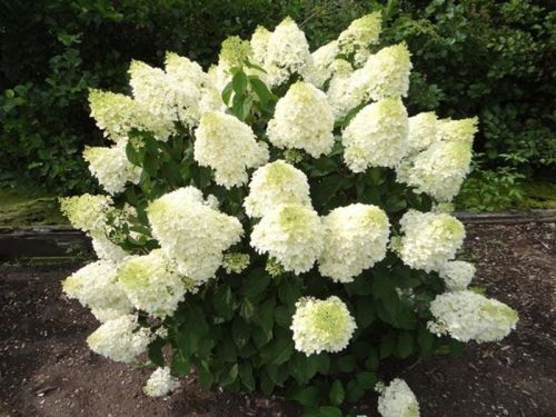 Hortensie  SILVER DOLLAR