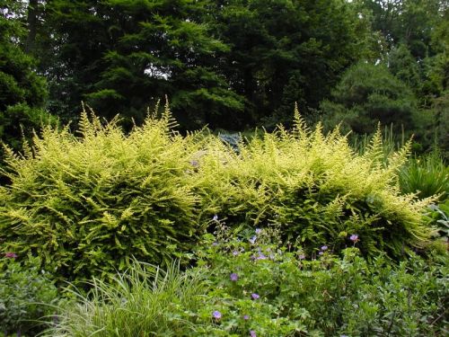 Gold-Felsenmohns  AUREA