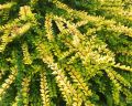 Suchodrzew AUREA