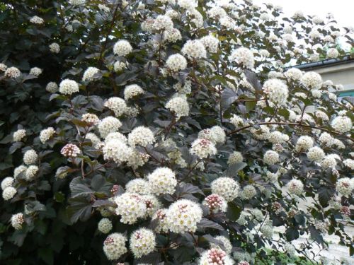 Physocarpus opulifolius LITTLE DEVIL