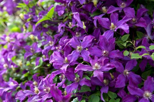 Clematis Polish Spirit