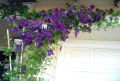Powojnik CLEMATIS Polish Spirit