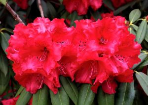 Rhododendron TARAGONA