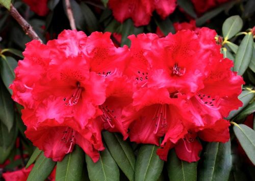 Rhododendron TARAGONA