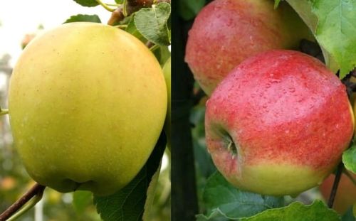 Apfelbaum Duo - Golden Delicious und Jonagold