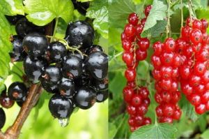 Schwarze Johannisbeere 'Titania' und Rote Johannisbeere 'Detvan' Duo